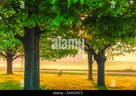 Sonnenlicht Filterung durch die Blätter der Bäume in einem Feld. Morgensonne leuchtenden Nebel in der Luft und die Tautropfen auf dem Boden. Stockfoto