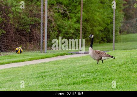 Ein einsamer Kanadagans, Branta canadensis, Spaziergänge über den Rasen zu einem Apartmentkomplex in Michigan, USA. Stockfoto