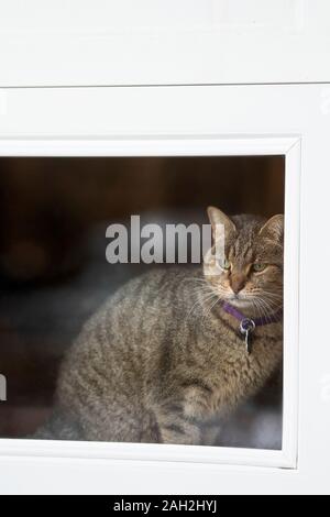 Eine Tabby-katze starrte eine Garage Fenster. Stockfoto