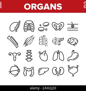 Organs Anatomical Collection Icons Set Vector Stock Vektor