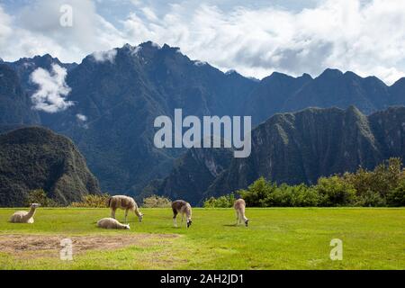 Lamas und Alpakas auf der Wiese auf dem Hintergrund der Berge Stockfoto