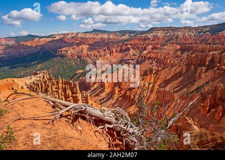 Spektakuläre Schlucht hinter einem Bristlecone Pine Tree in Cedar Breaks National Monument in Utah Stockfoto