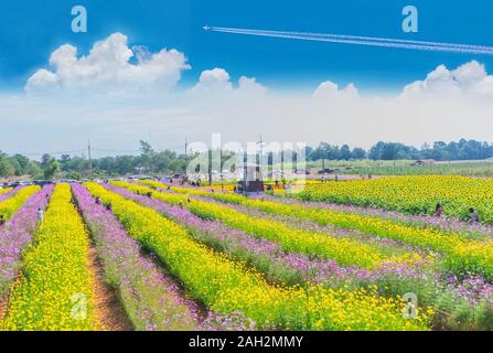 Bunte Kosmos Blume, Sonnenblume und verschiedene Gärten Feld Werk mit den schönen Himmel und Wolken. Stockfoto