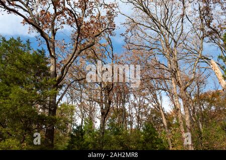 Wald Szene von Bäumen im Herbst und Winter Übergang Stockfoto