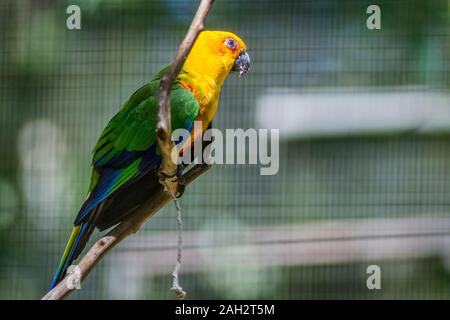 Foz do Iguacu, Brasilien 2019 Golden sittiche Papagei (Guaruba guarouba) am Parque das Aves in Iguazu, schönen Natur von Brasilien Stockfoto