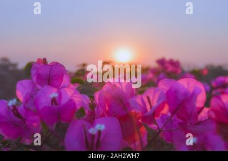 Rosa Blüten mit Sonnenuntergang im Hintergrund Stockfoto