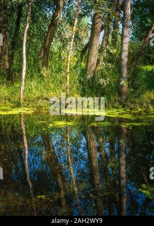 Reflexionen der schlanken Bäume in einem Teich. Algen im Teich. Dirty verschmutztes Wasser in einem Teich Stockfoto