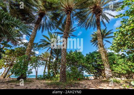 Die Palmen ragen über die Vegetation im Sunset Beach auf Oahu, Hawaii Stockfoto