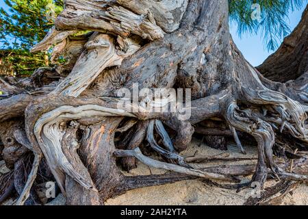 Den knorrigen Wurzeln eines Pine Tree auf dem Sunset Beach auf Oahu, Hawaii Stockfoto