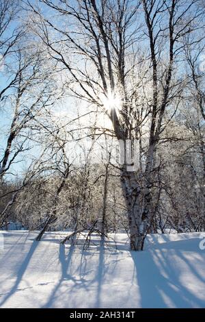 Winterlandschaft. Reim auf die Zweige von Bäumen und Sträuchern funkelt im Gegenlicht der Sonne. Eine fabelhafte Winter Forest. Stockfoto