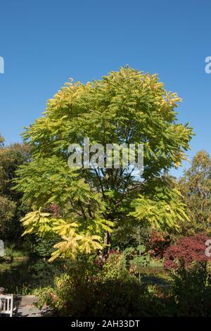 Chinesische Mahagoni, Chinesischen Toon oder Rot Toon Laubbaum (Toona sinensis) von einem See in einem Garten in der rosemoor in ländlichen Devon, England, Großbritannien Stockfoto