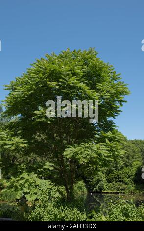 Chinesische Mahagoni, Chinesischen Toon oder Rot Toon Laubbaum (Toona sinensis) von einem See in einem Garten in der rosemoor in ländlichen Devon, England, Großbritannien Stockfoto