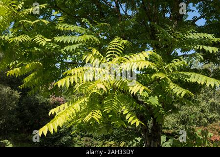 Chinesische Mahagoni, Chinesischen Toon oder Rot Toon Laubbaum (Toona sinensis) von einem See in einem Garten in der rosemoor in ländlichen Devon, England, Großbritannien Stockfoto