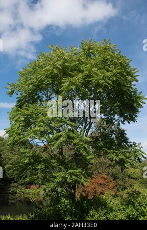 Chinesische Mahagoni, Chinesischen Toon oder Rot Toon Laubbaum (Toona sinensis) von einem See in einem Garten in der rosemoor in ländlichen Devon, England, Großbritannien Stockfoto