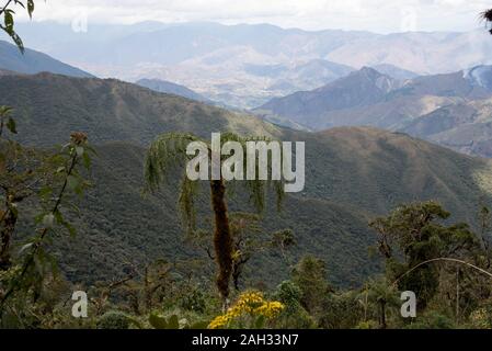 Urwald im tropischen Podocarpus-Nationalpark in den Anden auf 3000 Meter über dem Meeresspiegel in Ecuador. Stockfoto