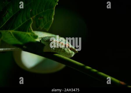 Bornesischen Gekielt green Pit Viper-Tropidolaemus subannulatus. Bako Nationalpark, Malaysia, Borneo. Während der Nacht. Nahaufnahme auf Baum. Hängende grüne Schlange. Stockfoto