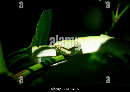 Bornesischen Gekielt green Pit Viper-Tropidolaemus subannulatus. Bako Nationalpark, Malaysia, Borneo. Während der Nacht. Nahaufnahme auf Baum. Hängende grüne Schlange. Stockfoto