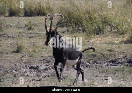 Schwarze männliche Rappenantilopen (Hippotragus niger) läuft im Chobe Nationalpark Botswana (Botsuana). Rappenantilope in Afrika. Stockfoto