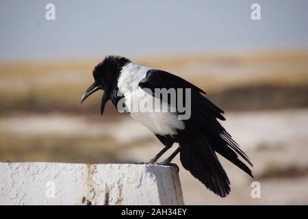 Ständigen Pied Crow (Corvus albus) Porträt mit unscharfen Hintergrund, in Etosha Nationalpark, Namibia. Afrika. Stockfoto