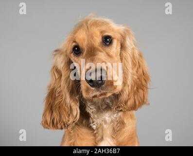 Cocker Spaniel, 7 Monate alt, männlich, UK. Stockfoto