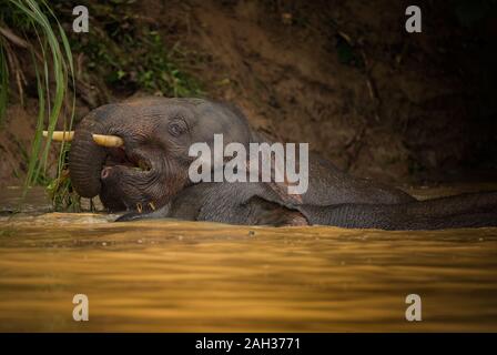 Borneo pygmy Elefanten füttern in und entlang der Kinbatangan Kinabatangan Fluss im Bezirk von Sabah, Malaysia Stockfoto