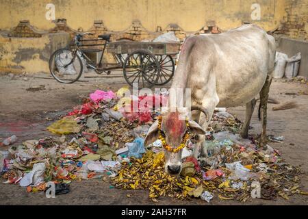 Eine Kuh das Tragen eines heiligen Ringelblume Girlande rummages durch öffentlichen Müll von Plastiktüten, banana skins in Vrindavan, Uttar Pradesh, Indien. Stockfoto