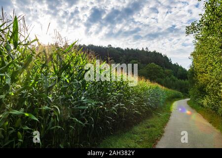 Pfad in der Nähe ein Maisfeld mit Sonnenstrahlen und Wolken im Himmel und ein Pfad vor im Bayerischen Wald Stockfoto