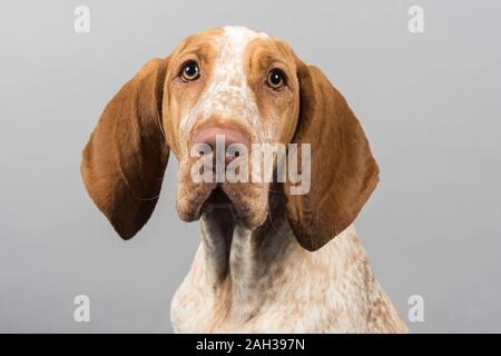 Bracco Italiano Puppy, weiblich, UK. Stockfoto