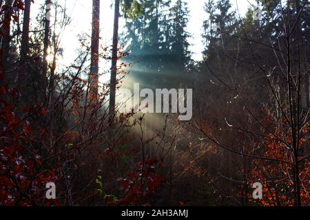 Sonnenstrahlen im Wald an einem nebligen Morgen spiegelt das Wasser auf den Zweigen und Blättern, ausgewählte konzentrieren sich auf den Vordergrund Stockfoto