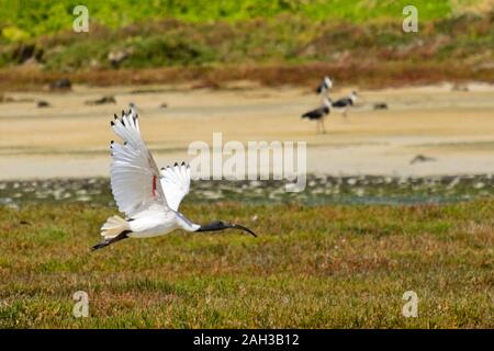 Australian white Ibis im Flug bei Griffith Insel, Port Fairy, Victoria, Australien Stockfoto