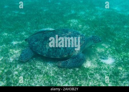 Grüne Meeresschildkröte auf den Malediven gesehen beim Tauchen und Schnorcheln Unterwasser mit der großen Schildkröte Tier Stockfoto