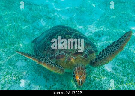 Grüne Meeresschildkröte auf den Malediven gesehen beim Tauchen und Schnorcheln Unterwasser mit der großen Schildkröte Tier Stockfoto