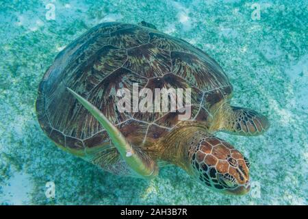 Grüne Meeresschildkröte auf den Malediven gesehen beim Tauchen und Schnorcheln Unterwasser mit der großen Schildkröte Tier Stockfoto