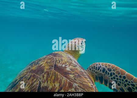 Grüne Meeresschildkröte auf den Malediven gesehen beim Tauchen und Schnorcheln Unterwasser mit der großen Schildkröte Tier Stockfoto