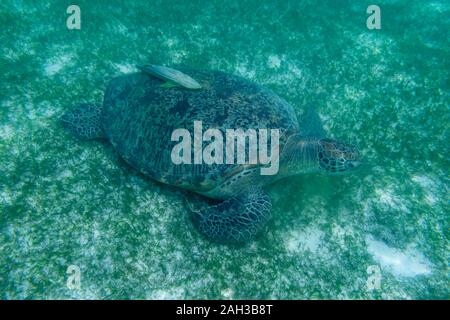 Grüne Meeresschildkröte auf den Malediven gesehen beim Tauchen und Schnorcheln Unterwasser mit der großen Schildkröte Tier Stockfoto