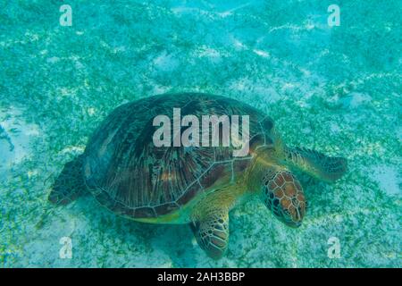 Grüne Meeresschildkröte auf den Malediven gesehen beim Tauchen und Schnorcheln Unterwasser mit der großen Schildkröte Tier Stockfoto