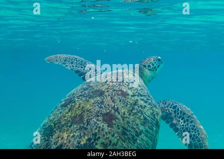 Grüne Meeresschildkröte auf den Malediven gesehen beim Tauchen und Schnorcheln Unterwasser mit der großen Schildkröte Tier Stockfoto