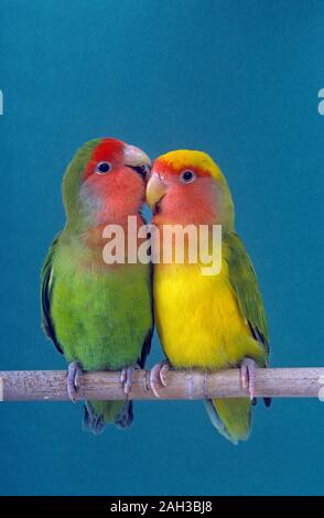 Pet-pfirsich-faced lovebird Agapornis roseicollis Stockfoto