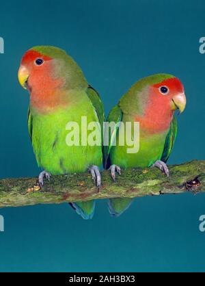 Pet-pfirsich-faced lovebird Agapornis roseicollis Stockfoto