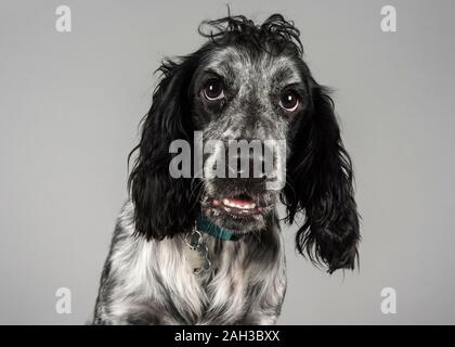 Weiblich, Cocker Spaniel, Großbritannien. Stockfoto