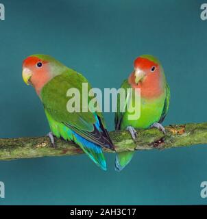 Pet-pfirsich-faced lovebird Agapornis roseicollis Stockfoto