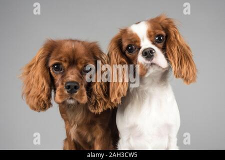 Kavalierkönig Charles Spaniels (Großbritannien) Stockfoto