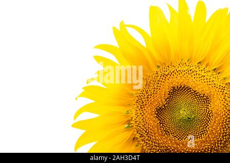 Sonnenblumen blühen auf weißem Hintergrund im Herbst. Stockfoto