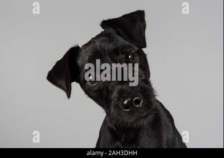 Patterdale Terrier Puppy, 10 Monate alt, weiblich, UK. Stockfoto