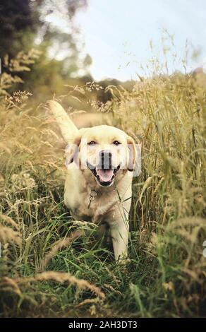 Labrador Retriever zu Fuß durch feilds Stockfoto