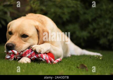 Labrador Retreiver beim Spielen im Garten mit Kugel Stockfoto