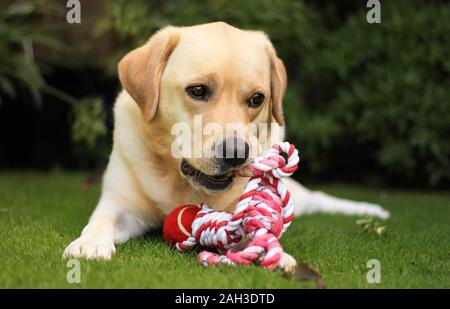 Labrador Retreiver beim Spielen im Garten mit Kugel Stockfoto