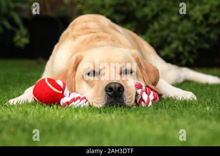 Labrador Retreiver beim Spielen im Garten mit Kugel Stockfoto