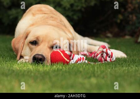 Labrador Retreiver beim Spielen im Garten mit Kugel Stockfoto