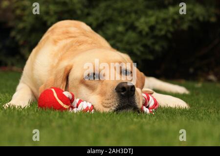 Labrador Retreiver beim Spielen im Garten mit Kugel Stockfoto